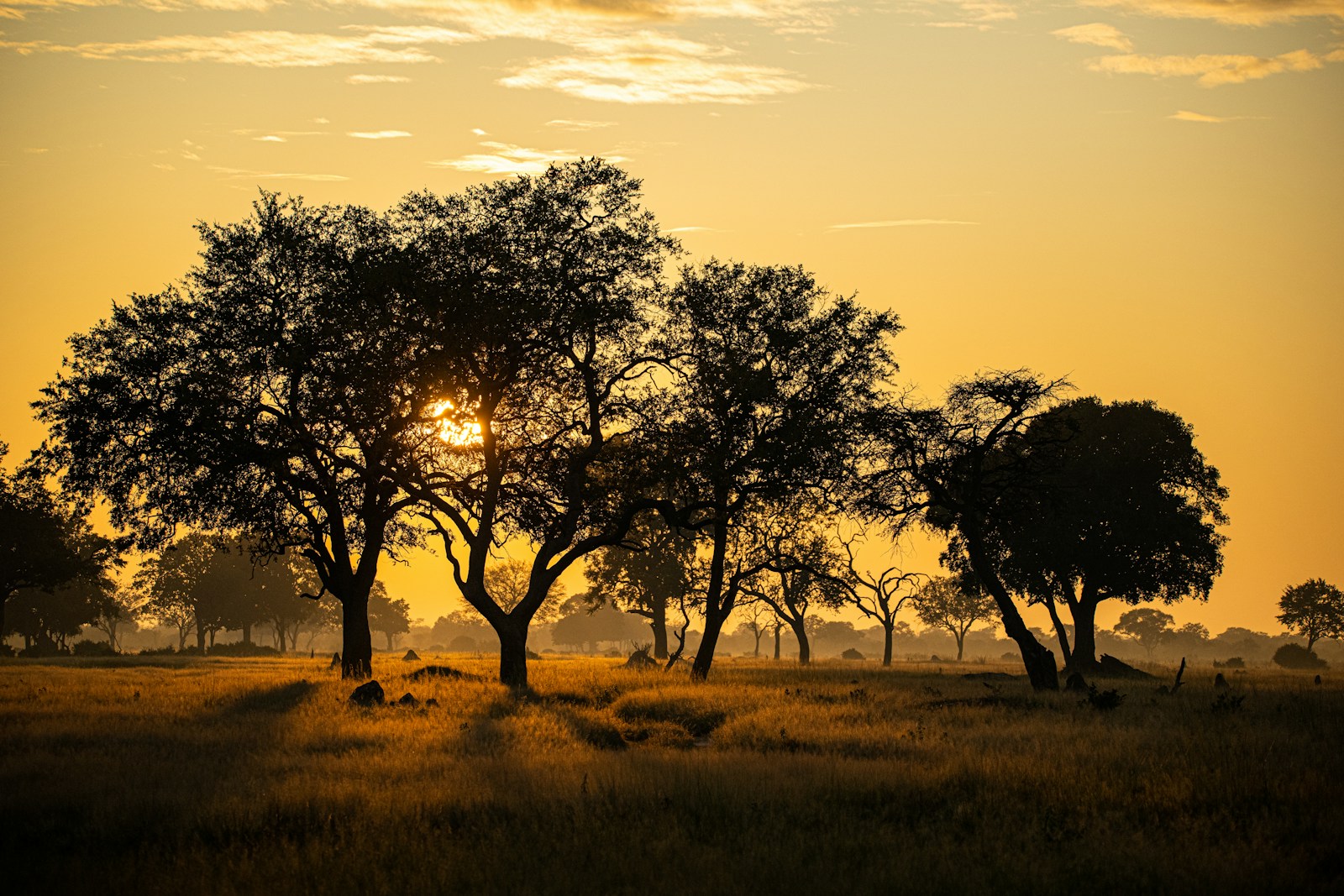 Zimbabwe savanna at dusk